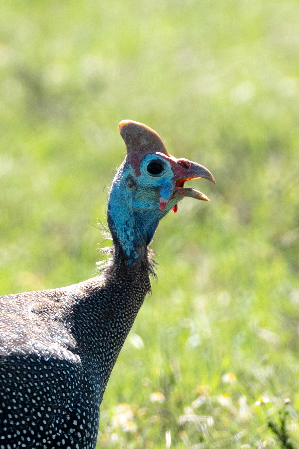 Helmperlhuhn